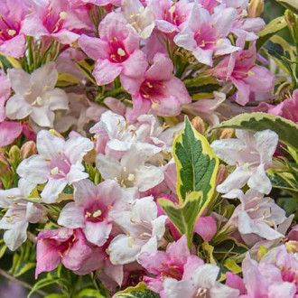 Weigela Magical® Rainbow, С2 slika 5