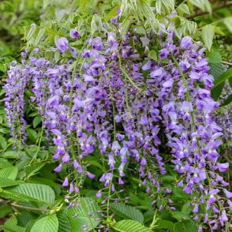 Wisteria floribunda Multijuga, С2 slika 1