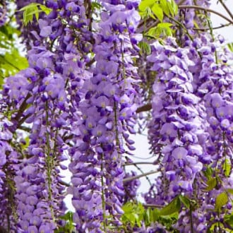 Wisteria floribunda Royal Purple, С2 slika 2