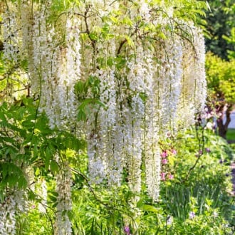 Wisteria floribunda Shiro-noda, С2 slika 4