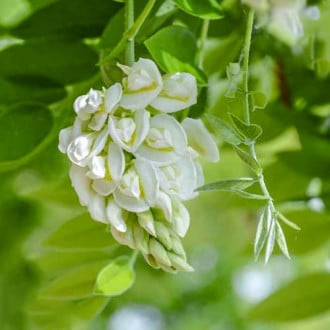 Wisteria frutescens Nivea, С2 slika 5
