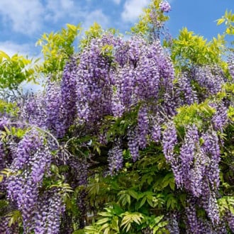 Wisteria macrostachya Blue Moon, С2 slika 6