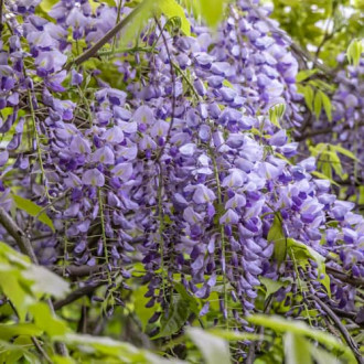 Wisteria sinensis Amethyst, С2 slika 6