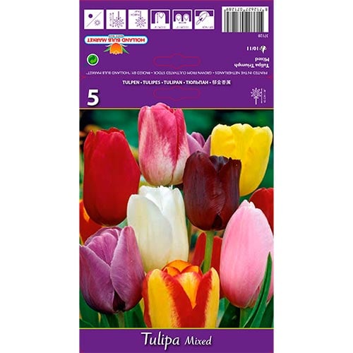 Tulipan Mixed interface.art interface.photo 1 Tulipan Mixed slika 1 interface.art 67846