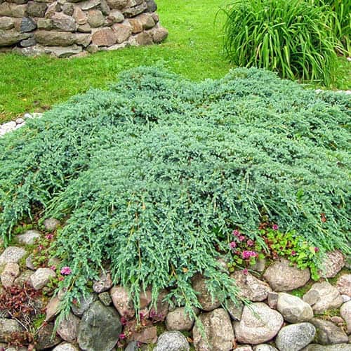 Puzava kleka Blue Carpet, Р9 slika 1 interface.art 9407