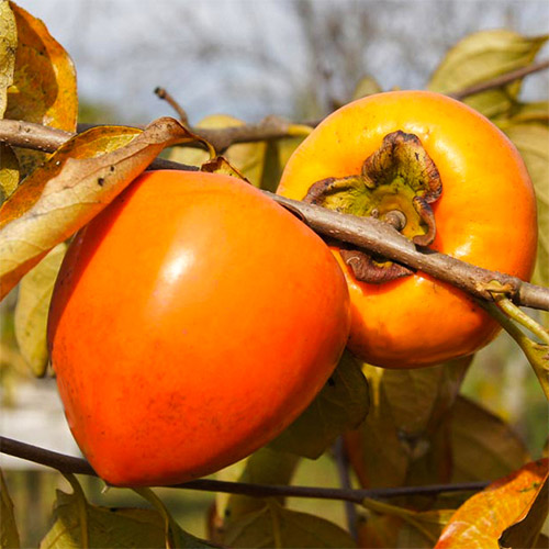 Kaki Jiro, С2 slika 1 interface.art 7039