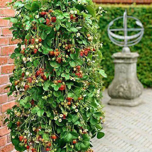 Plezalne jagode slika 1 interface.art 5413