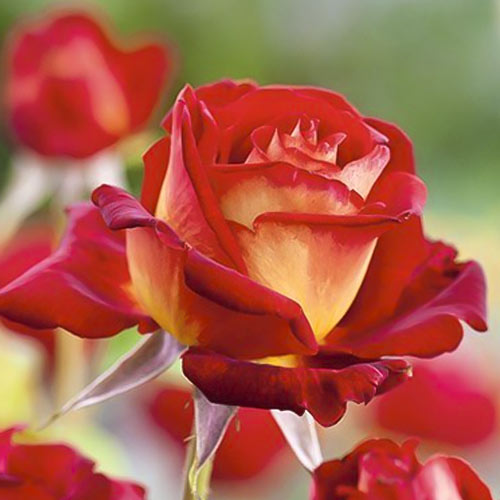 Hibridne čajevke Bicolette, root ball interface.art interface.photo 2 Hibridne čajevke Bicolette, root ball slika 2 interface.art 2106