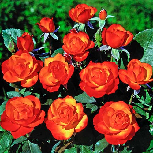 Ruže penjačice Tempi Moderni ®, C5 slika 1 interface.art 5492