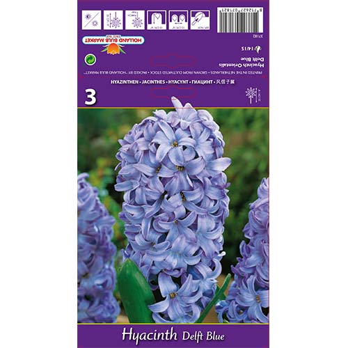 Zumbul(Hyacinthus) Delft Blue interface.art interface.photo 1 Zumbul(Hyacinthus) Delft Blue slika 1 interface.art 67359