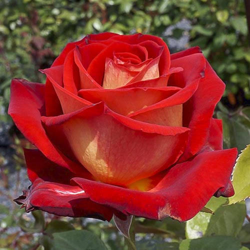 Hibridne čajevke Bicolette, root ball interface.art interface.photo 1 Hibridne čajevke Bicolette, root ball slika 1 interface.art 2106