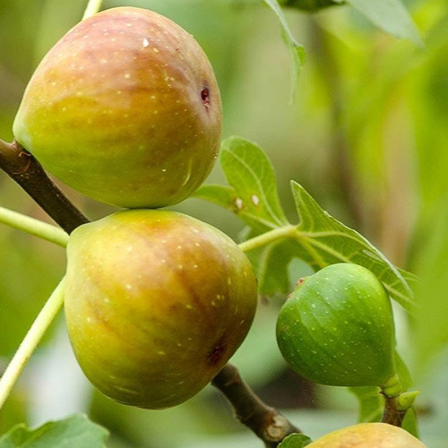 Smokva Gentile Bianco, С2 slika 1 interface.art 5184