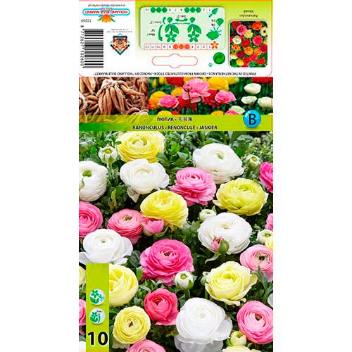 Azijski žabnjak Mixed slika 1 interface.art 76356