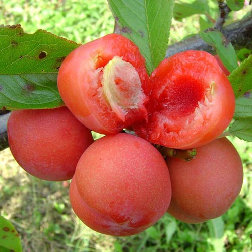 Šljiva Jamaica, С2 slika 1 interface.art 4309