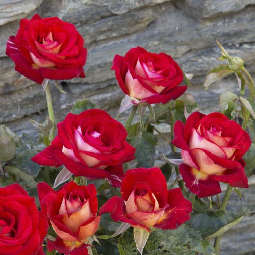 Hibridne čajevke Bicolette, root ball interface.art interface.photo 3 Hibridne čajevke Bicolette, root ball slika 3 interface.art 2106