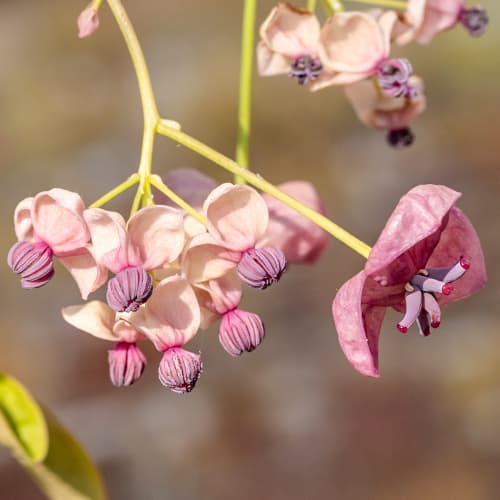 Akebija petolista Silver Bell's, С2 slika 1 interface.art 5451