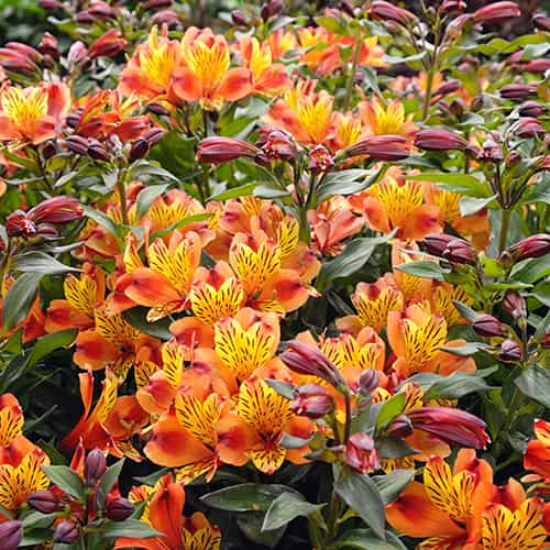Alstroemeria Indian Summer® Tesronto, С2 slika 1 interface.art 8284
