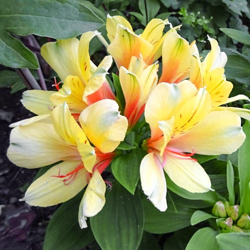 Alstroemeria Spring Valley® Tesvalsprin, С2 slika 1 interface.art 5457