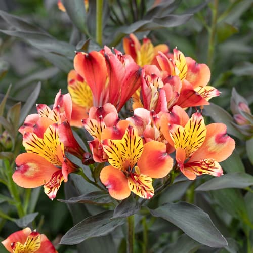 Alstroemeria Summer Breeze® Tessumbre, С2 slika 1 interface.art 5458