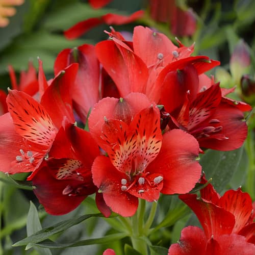 Alstroemeria Summer Pepper® Tessumpep, С2 slika 1 interface.art 5459