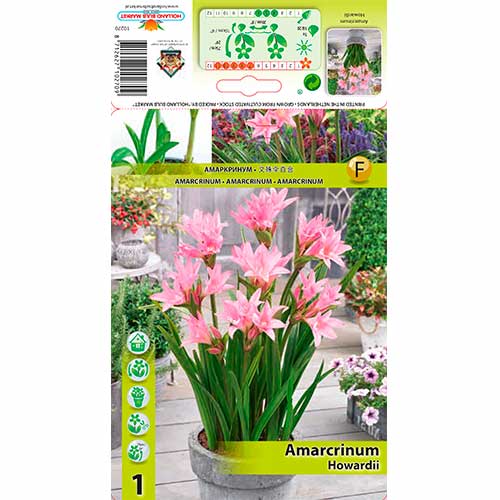 Amarcrinum Howardii slika 1 interface.art 76162