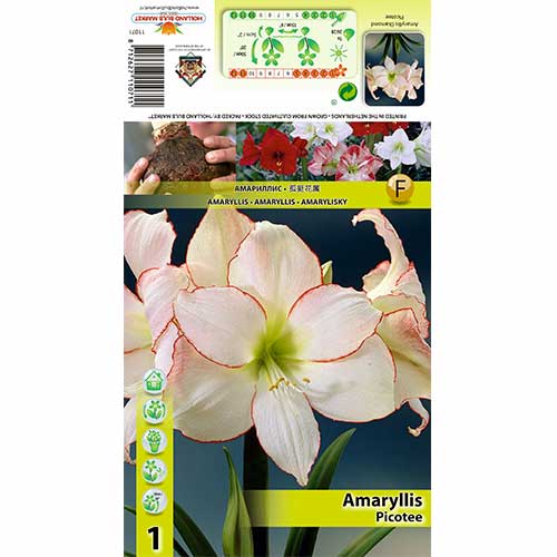 Amarilis Picotee slika 1 interface.art 76013