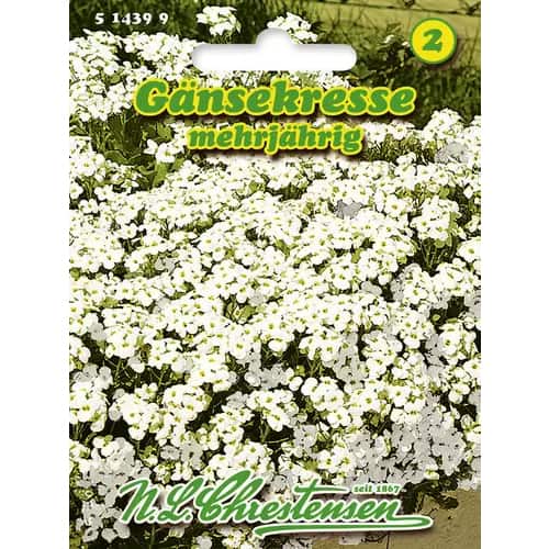 Arabis alpina slika 1 interface.art 96402