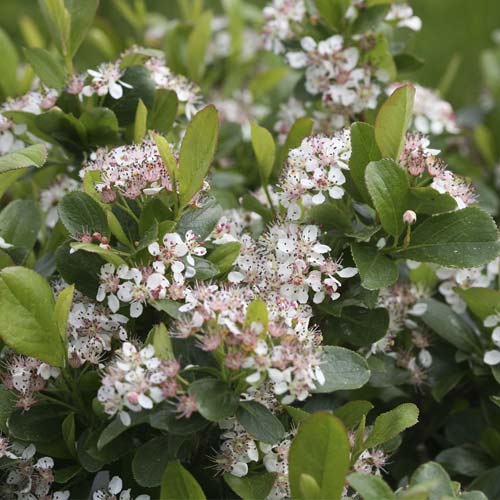 Aronija Revontuli Spreader PBR, С3 slika 1 interface.art 8504