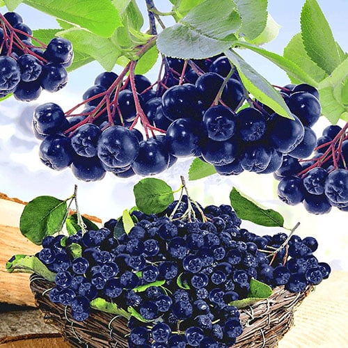 Aronija Viking, P9 slika 1 interface.art 8204