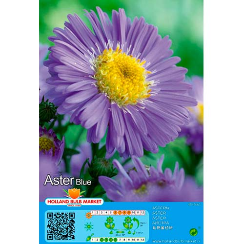 Aster Blue slika 1 interface.art 76371