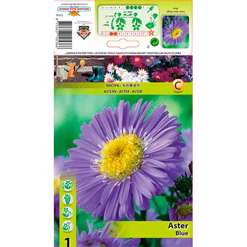 Aster Novi-Belgii Blue slika 1 interface.art 76174