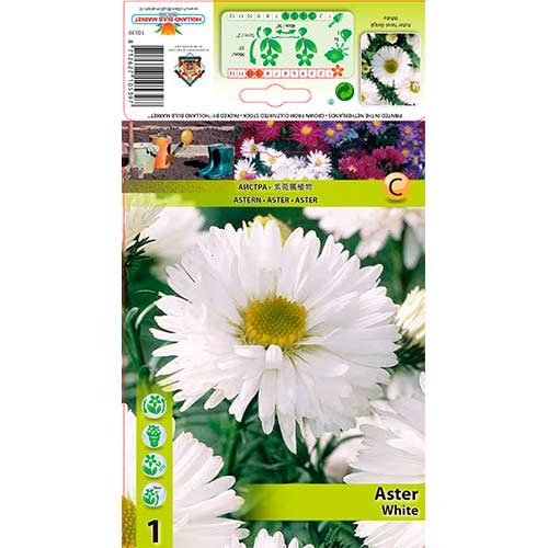 Aster Novi-Belgii White slika 1 interface.art 76177