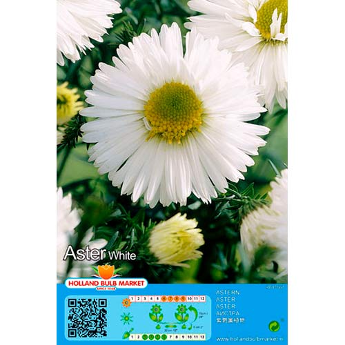 Aster White slika 1 interface.art 76374
