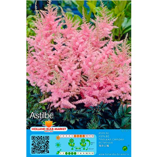 Astilba Pink slika 1 interface.art 76376