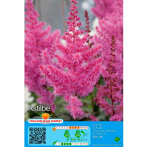 Astilba Purple slika 1 interface.art 76377