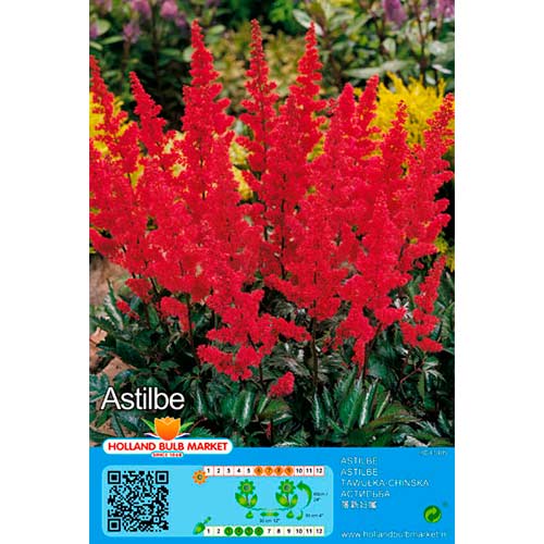 Astilba Red interface.art interface.photo 1 Astilba Red slika 1 interface.art 76378