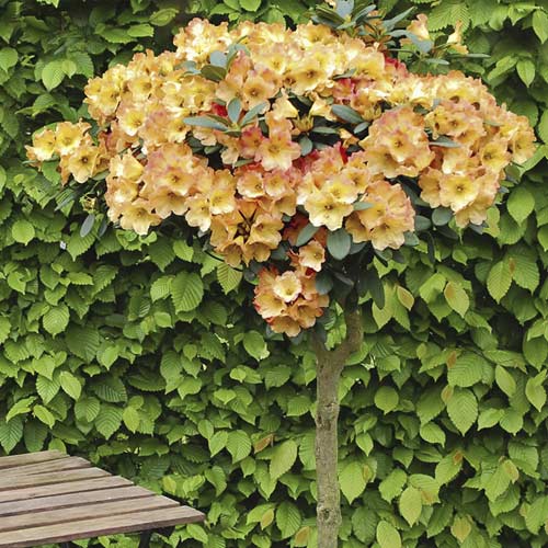 Azaleja Goldtopas slika 1 interface.art 7711