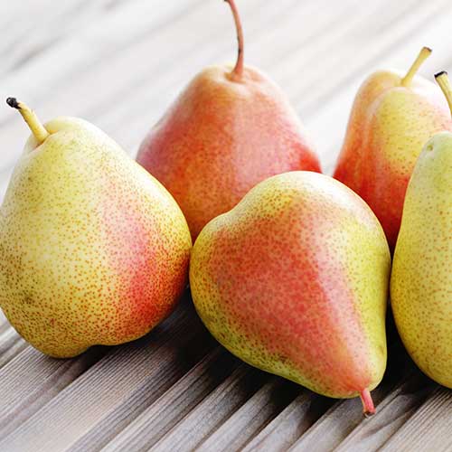 Kruška Santa Maria, С2 slika 1 interface.art 4305