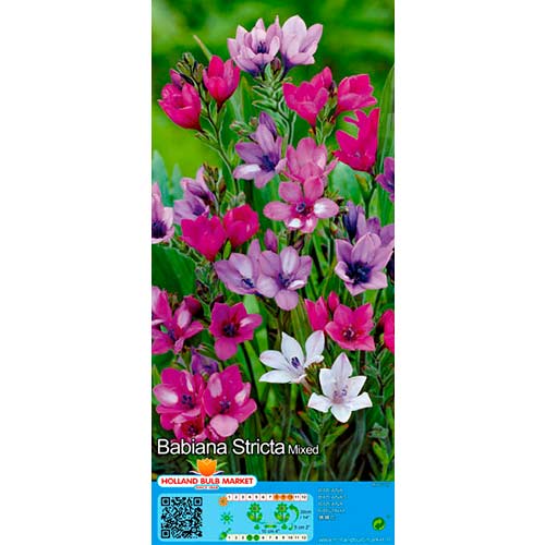 Babiana, mix interface.art interface.photo 1 Babiana, mix slika 1 interface.art 76380