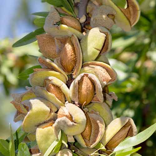 Badem (stupoliki) Avijor slika 1 interface.art 2001