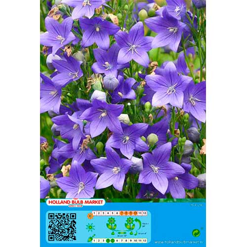 Balon cvijet blue slika 1 interface.art 76497