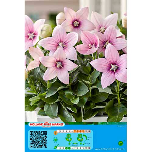 Balon cvijet Pink slika 1 interface.art 76498