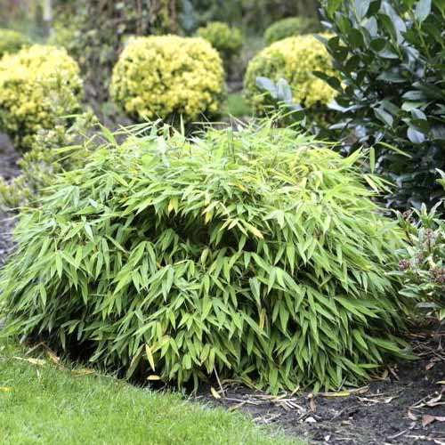 Bambus Elias PBR, С5 slika 1 interface.art 8533