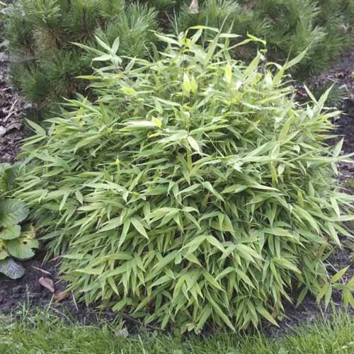 Bambus Lolliloops PBR, С5 slika 1 interface.art 8534