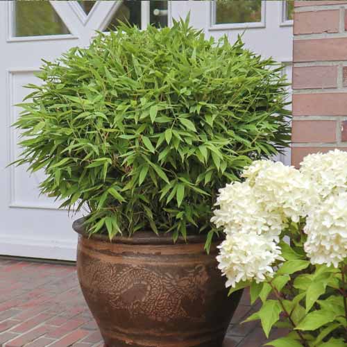 Bambus Moontears PBR, С5 slika 1 interface.art 8535