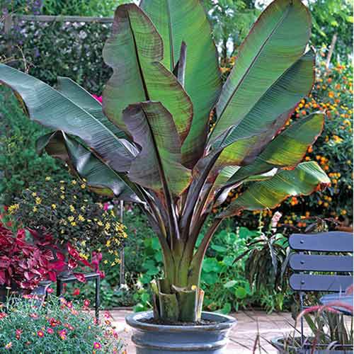 Banana Maurelli slika 1 interface.art 77810