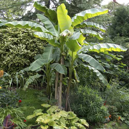 Banana (Musa bajo), С7,5 slika 1 interface.art 8558