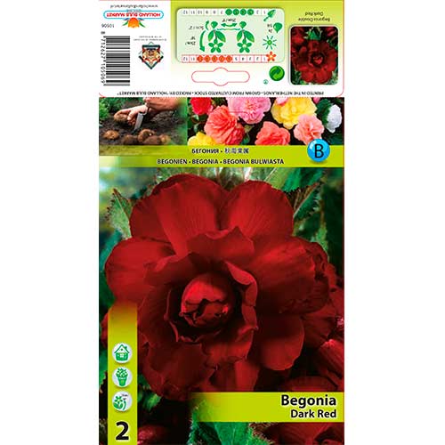 Begonija Double Dark Red slika 1 interface.art 76185