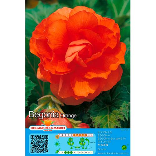 Begonija Double Orange slika 1 interface.art 76381