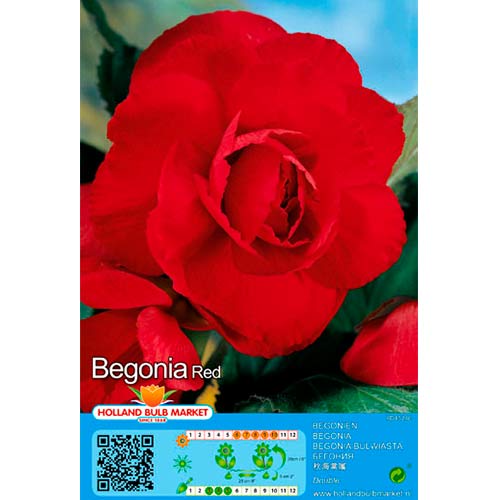 Begonija Double Red slika 1 interface.art 70461